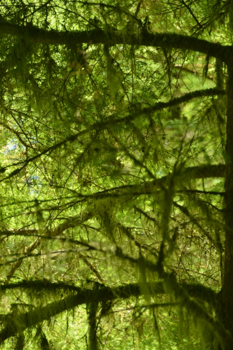 Old Growth Forest Trail in Oswald West State Park